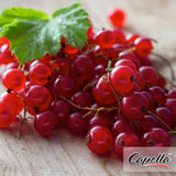 Sweet Currant | CAP