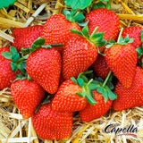 Sweet Strawberry | CAP